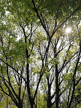 光影,樹林,綠葉