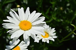 黛西,鮮花,白色的花