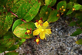 花,黃色的花,雌蕊
