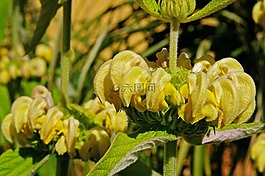 火藥草,花,唇形科