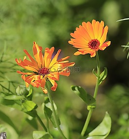 金盏花,花卉,夏季