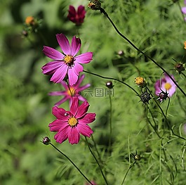 花卉,夏季,性質(zhì)
