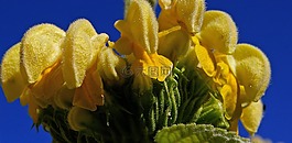 火藥草,花,唇形科