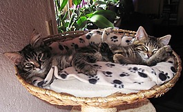 甜,2 只小猫,睡觉