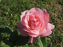 花,粉色,花園