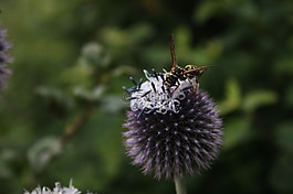 黃蜂,昆蟲,夏季
