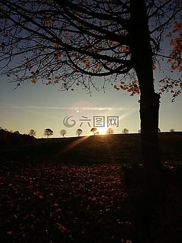 休息,景觀,樹