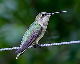 蜂鳥,trochilidae,鳥