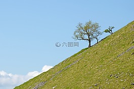 樹,枝杈,分支機(jī)構(gòu)