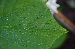 綠葉,雨,濕