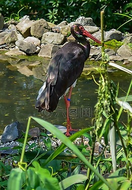 起重機,鳥,水