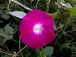 牽?；?花海,植物