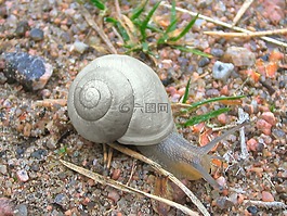 蝸牛,軟體動(dòng)物,爬網(wǎng)