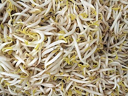 綠豆的芽,蔬菜,新芽