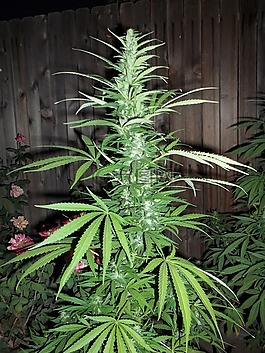 大麻,雜草,大麻種植