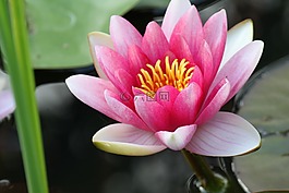 水百合,粉紅色,鮮花