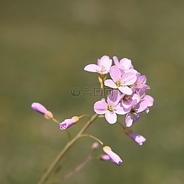 罩衫,廠(chǎng),鮮花