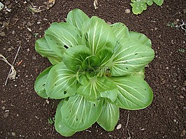 菠菜,頭,沙拉