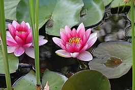 水百合,百合,粉紅色