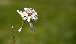 罩衫,廠(chǎng),鮮花