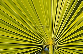 線,植物,對(duì)稱性