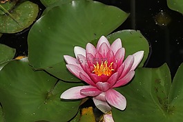 水百合,百合,粉紅色