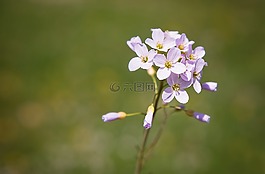 罩衫,廠(chǎng),鮮花