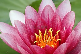 水百合,鮮花,粉紅色