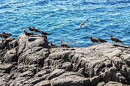 海,鳥,巖