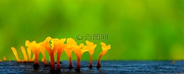 植物區(qū)系,蘑菇,真菌