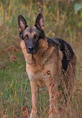 德國牧羊犬,狗,秋
