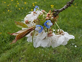 春暖花開,櫻花,鮮花