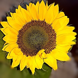 太陽花,單綻放,關(guān)閉