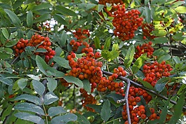 洛恩,紅色,樹