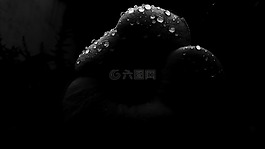 雨黑色和白色的,雨,滴