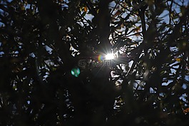 太陽,樹,自然
