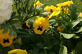 花,黃色,黃色花