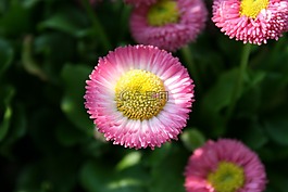 花,關(guān)閉,宏