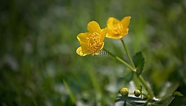 毛茛,廠,野草
