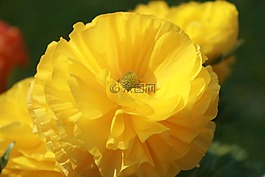 花,宏,關(guān)閉