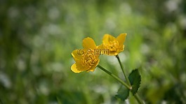 毛茛,廠,野草