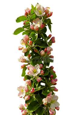 春天,蘋果花,開花