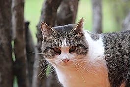 猫,加塔,宠物