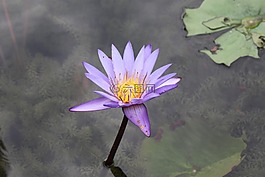 莲花,花,盛开