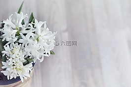花,白,鮮花