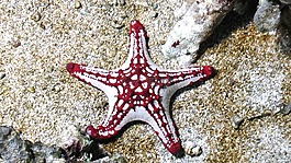 海,海星,海洋