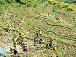 印度尼西亞,巴厘島,飯