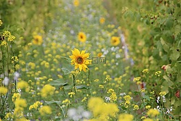 太陽花,葡萄園,秋花