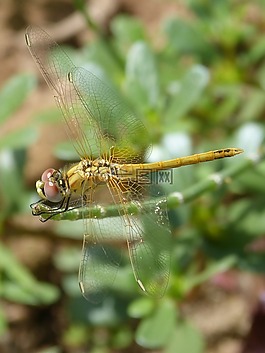 蜻蜓,黄蜻蜓,cordulegaster boltonii