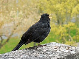 黑鳥,鳥,鳴鳥